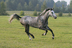 rennendes Warmblut