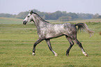 rennendes Warmblut