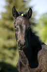 Fohlen Portrait