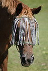Pferd mit Fliegenfransen