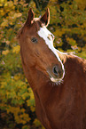 Deutsches Sportpferd Portrait