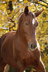 Deutsches Sportpferd Portrait