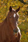 Deutsches Sportpferd Portrait