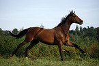 rennendes Deutsches Sportpferd