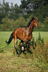 rennendes Deutsches Sportpferd