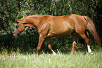 trabendes Deutsches Sportpferd