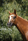 Deutsches Sportpferd Portrait