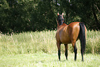 stehendes Deutsches Sportpferd