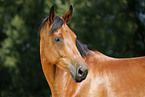 Deutsches Sportpferd Portrait