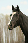 Deutsches Sportpferd Portrait