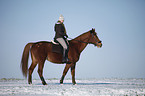 Reiter mit Deutschem Sportpferd
