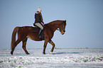 Reiter mit Deutschem Sportpferd