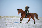 Reiter mit Deutschem Sportpferd