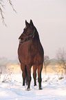 Deutsches Sportpferd