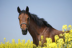 Deutsches Sportpferd Portrait