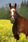 Deutsches Sportpferd Portrait