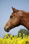 Deutsches Sportpferd Portrait