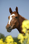 Deutsches Sportpferd Portrait