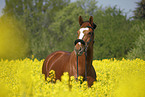 Deutsches Sportpferd Portrait