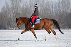 Frau reitet Deutsches Sportpferd