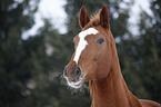 Deutsches Sportpferd Portrait