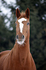 Deutsches Sportpferd Portrait