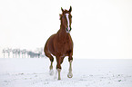 Deutsches Sportpferd