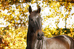 Deutsches Sportpferd Portrait