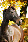 Deutsches Sportpferd Portrait