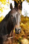 Deutsches Sportpferd Portrait