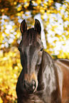 Deutsches Sportpferd Portrait