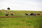 Deutsches Sportpferd