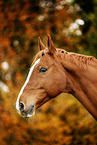 Deutsches Sportpferd