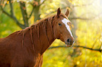 Deutsches Sportpferd Portrait