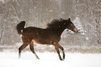 rennendes Pferd im Schnee