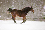 rennendes Pferd im Schnee