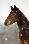 Pferd im Schneegestber