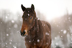 Pferd im Schneegestber