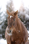 Pferd im Schneegestber