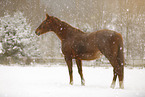 Pferd im Schneegestber