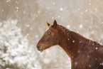 Pferd im Schneegestber