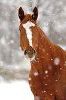 Deutsches Sportpferd im Schneegestber