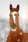 Deutsches Sportpferd im Schneegestber