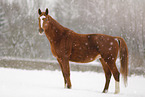 Deutsches Sportpferd im Schneegestber