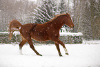 Deutsches Sportpferd im Schneegestber