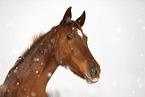 Deutsches Sportpferd im Schneetreiben