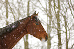 Brauner im Schneegestber