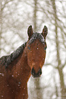 Brauner im Schneegestber