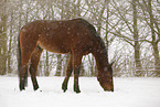 Brauner im Schneegestber