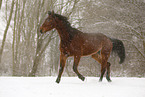 Brauner im Schneegestber